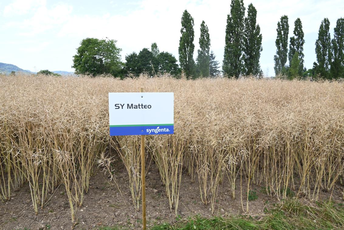 SY Matteo_Stein_210622