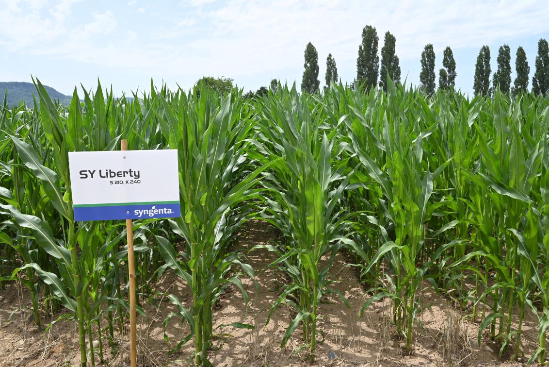SY Liberty