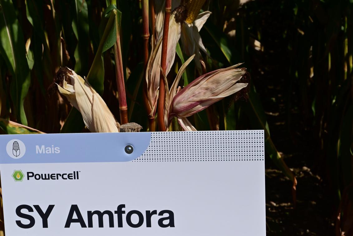 SY Amfora