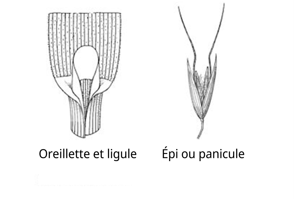 folle-avoine.png