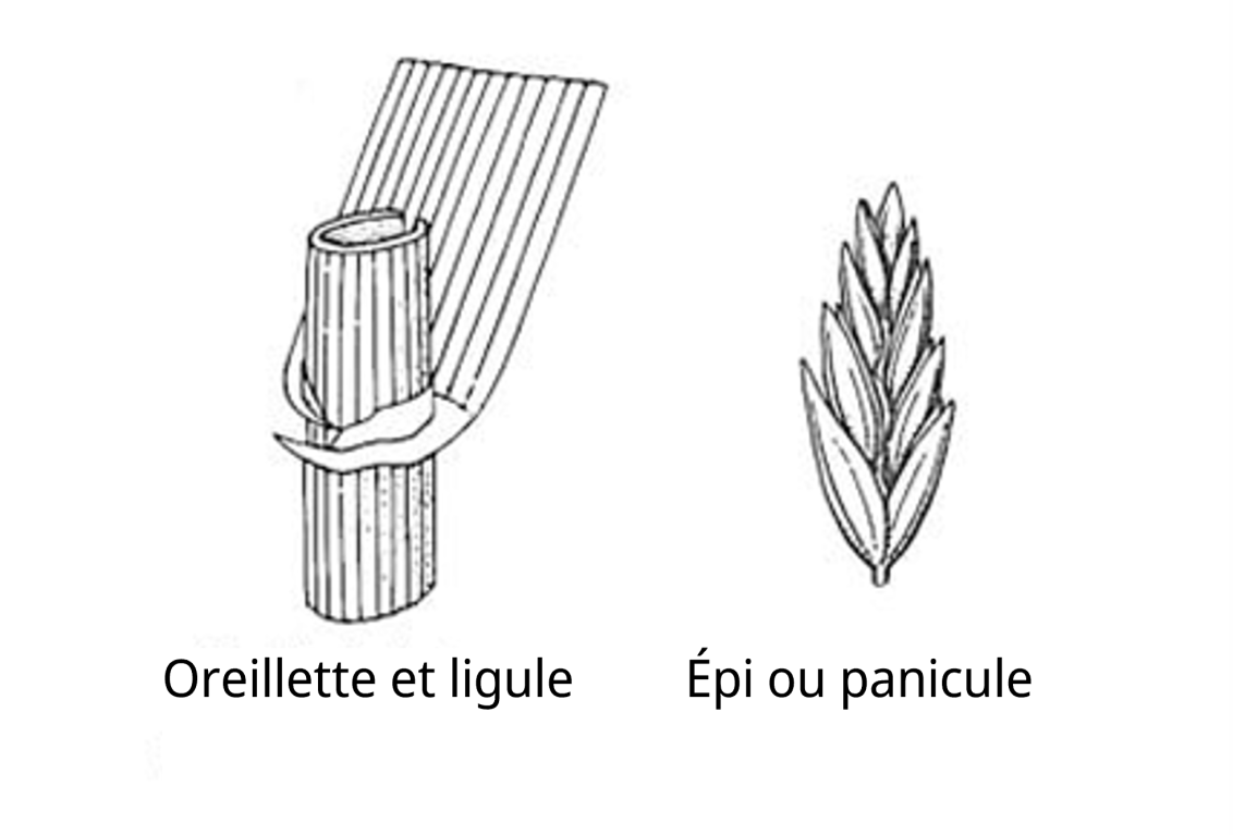 raygrass.png