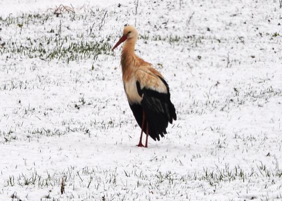 Gerste Schnee