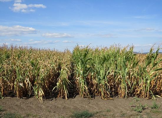 Syngenta Artesian semences maïs