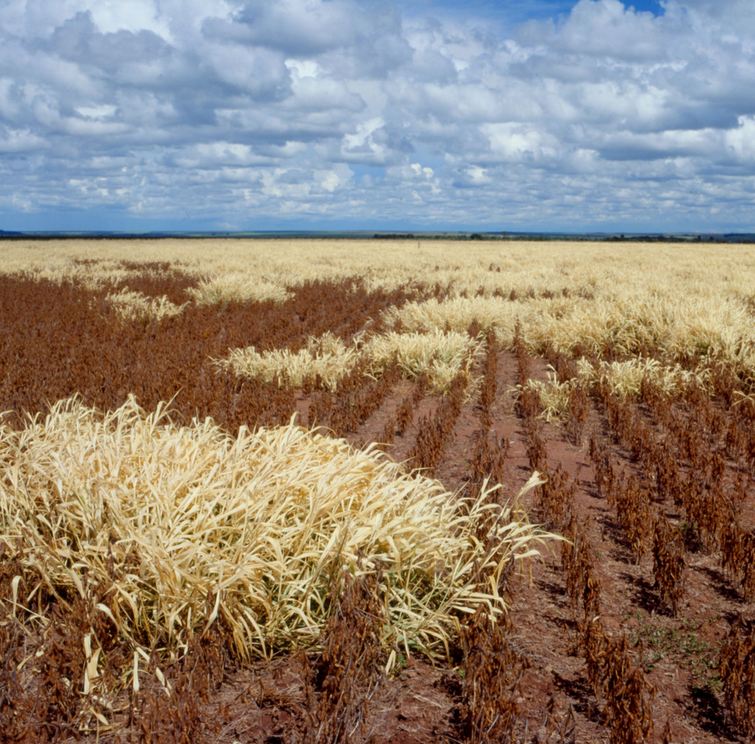 high_res_image-stressed_soybean_plants