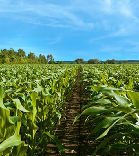 Syngenta Mais