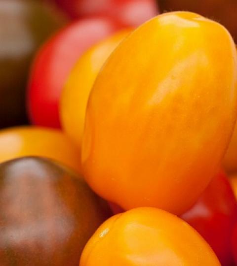 Syngenta_Gemüse_Tomate