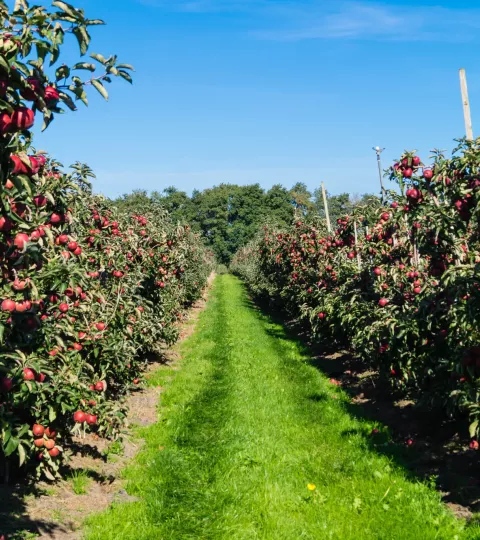 Obstbau Obstbau