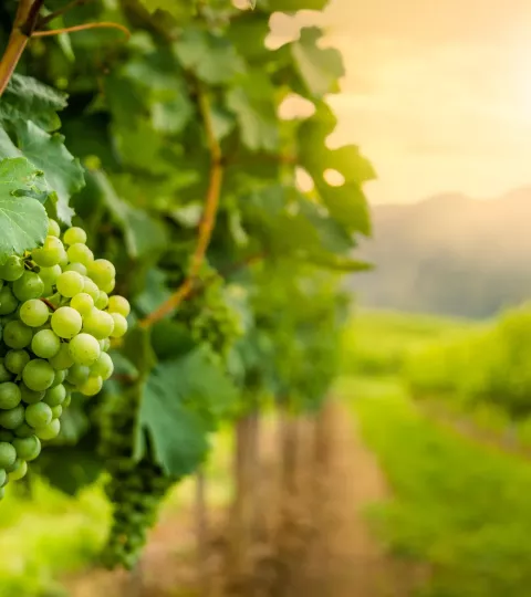 dat_the_picture_shows_a_close_up_of_a_bunch_of_green_grapes_hanging_from_a_vine_in_a_vineyard.webp dat_the_picture_shows_a_close_up_of_a_bunch_of_green_grapes_hanging_from_a_vine_in_a_vineyard.webp