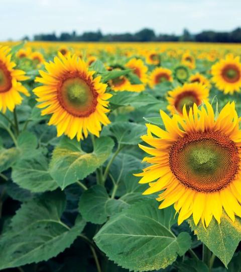 Tournesol Tournesol