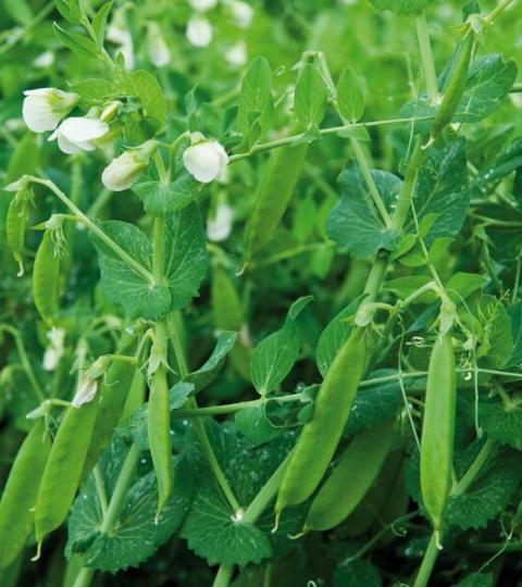 Eiweisserbsen Grüne Erbsenpflanzen mit Schoten und weißen Blüten im Feld