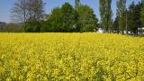 Demofeld Stein 21.04.2022