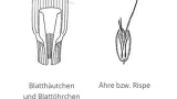 Ackerfuchsschwanz