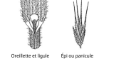 Brome
