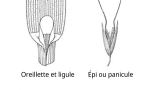 Folle-Avoine