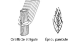 Raygrass