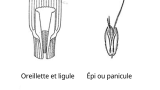 Vulpin des champs