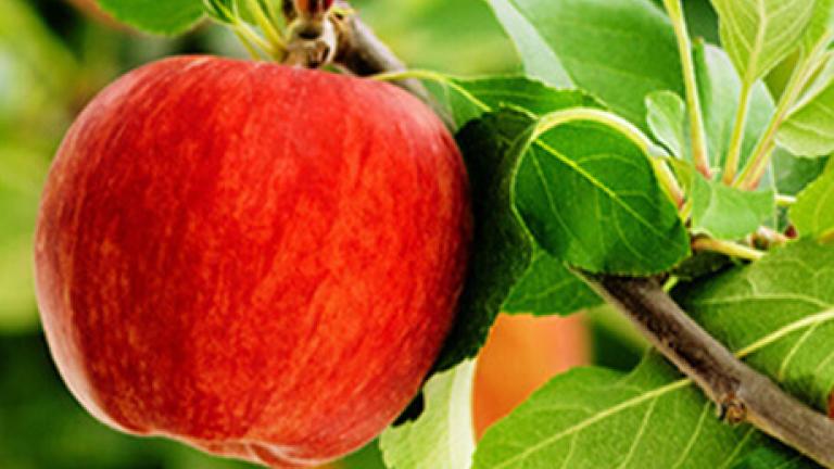 Kulturen Apfel