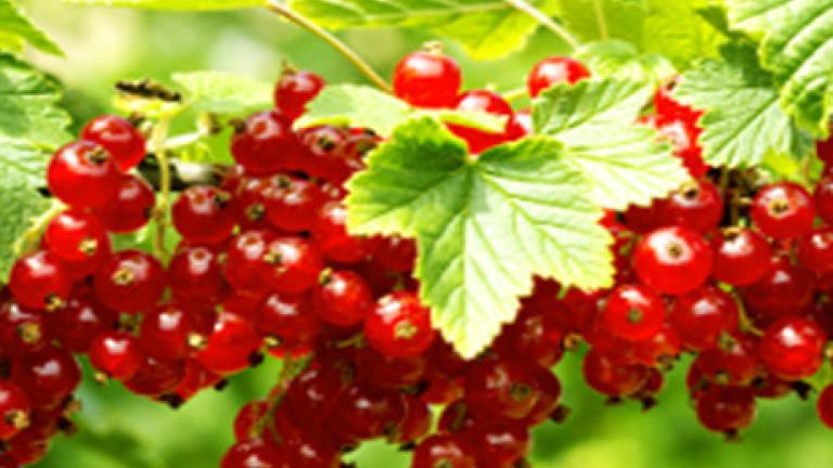 Kulturen Beeren