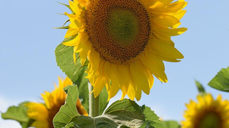 Sonnenblumen