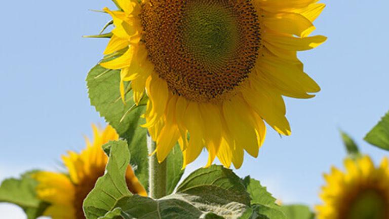Sonnenblumen Pflanzenschutz