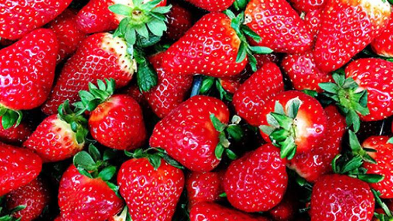 Beeren Pflanzenschutz