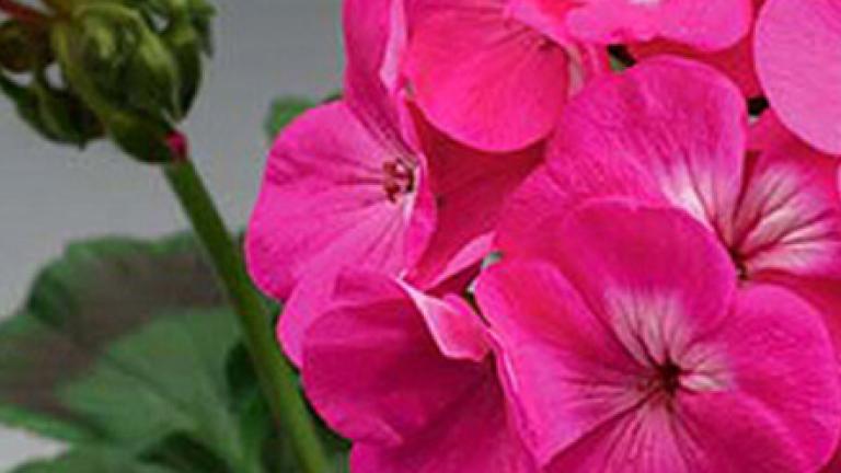Fleurs