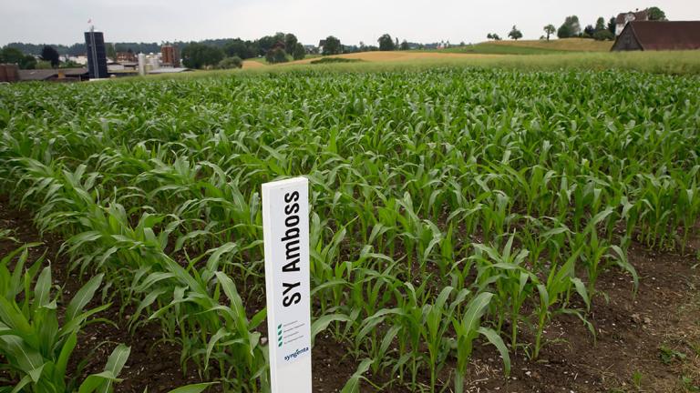 SY Amboss im Feld 3
