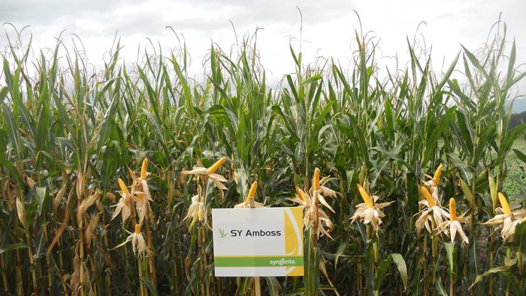 SY Amboss im Feld