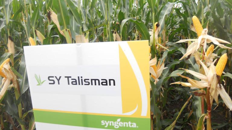 SY Talisman im Feld