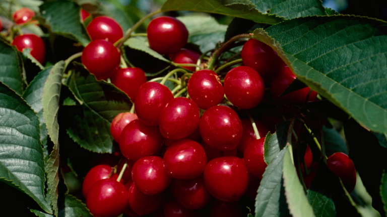 kirschen_fruechte_rot