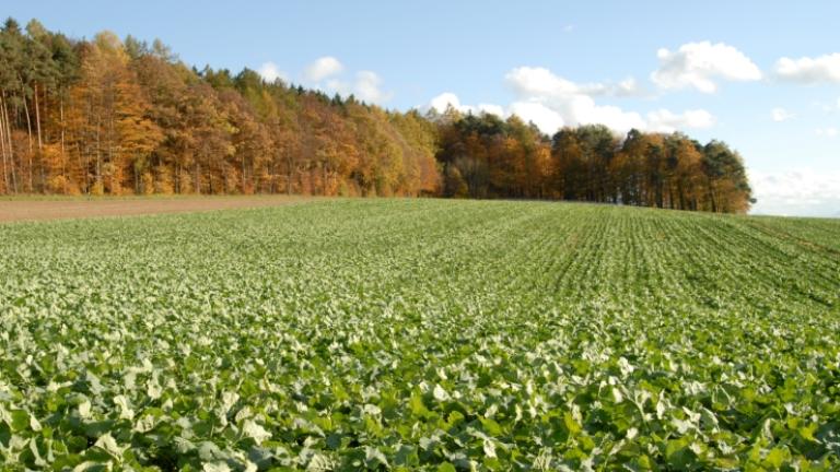 raps_herbst_740x470.jpg
