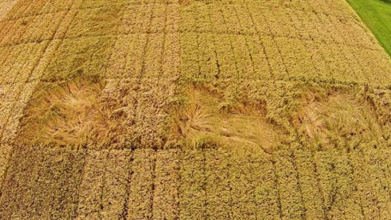 Gersten Versuchsfeld von oben vor der Ernte