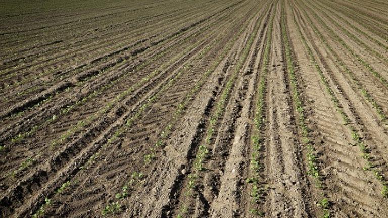 Feldbau Film Syngenta KW 38/2018
