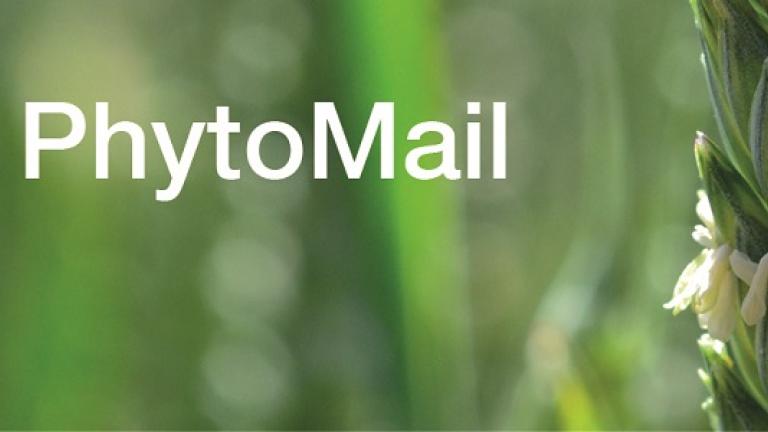 PhytoMail Feldbau-Weizen