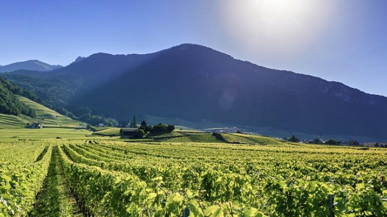 Vigne en valais