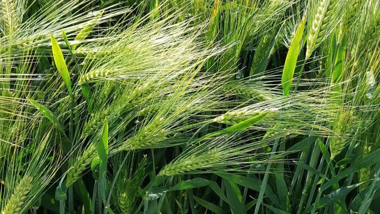Saatgutsorten SY Baracooda im Feld Nahaufnahme 