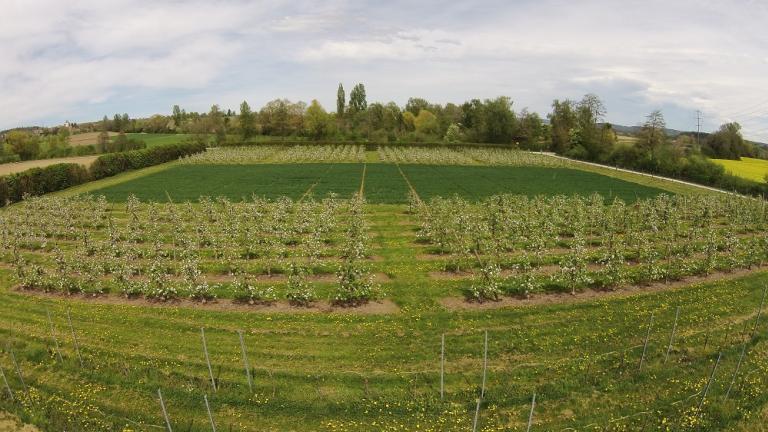 Syngenta Obstanlage