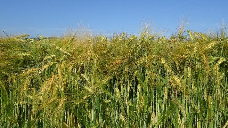 Hybridgerste im Feld 