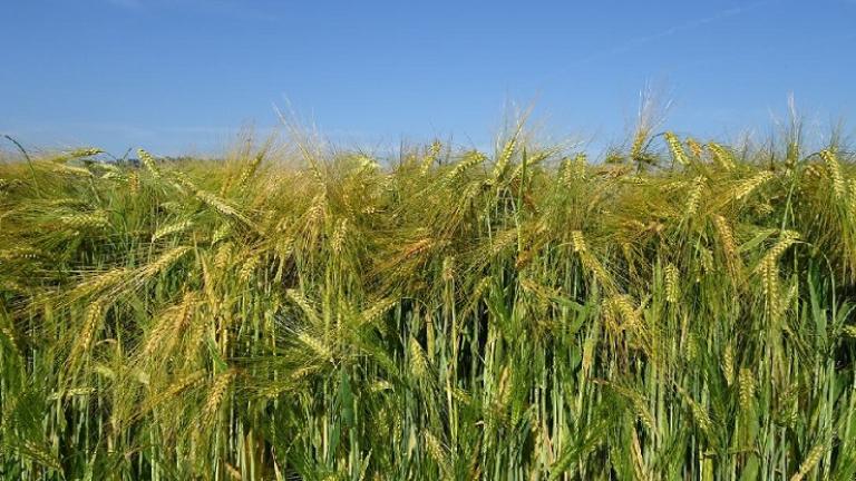 Saatgutsorten SY Baracooda im Feld 