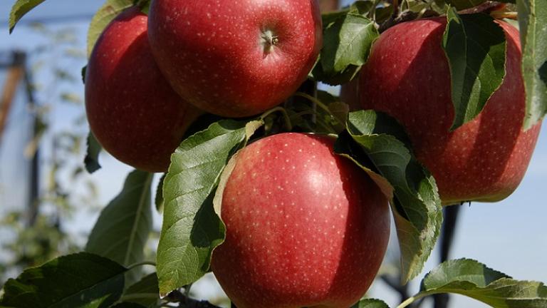 obst-lager_740x470.jpg