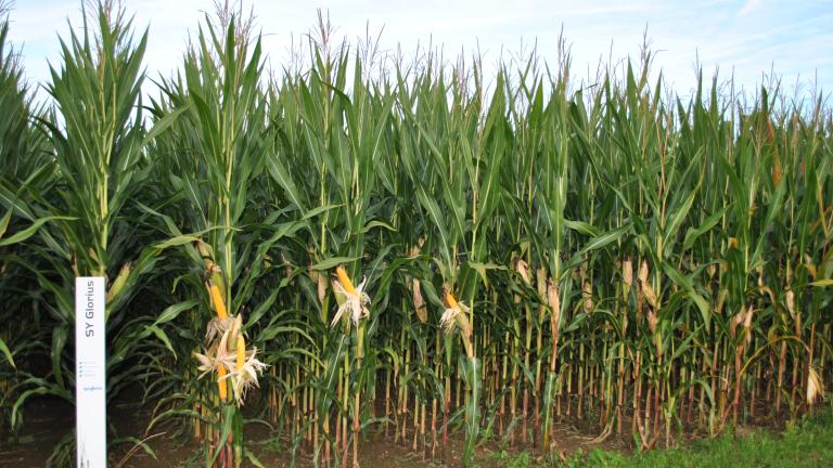 Syngenta Saatgut SY Glorius