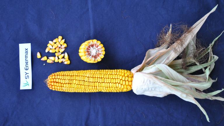 Syngenta Saatgut SY Enermax