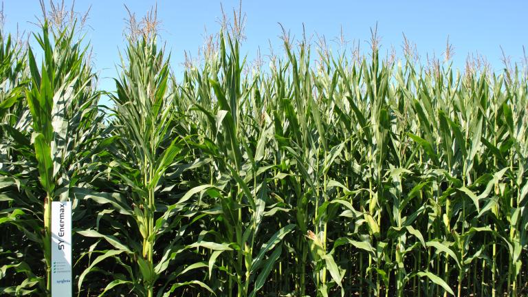 Syngenta Saatgut SY Enermax