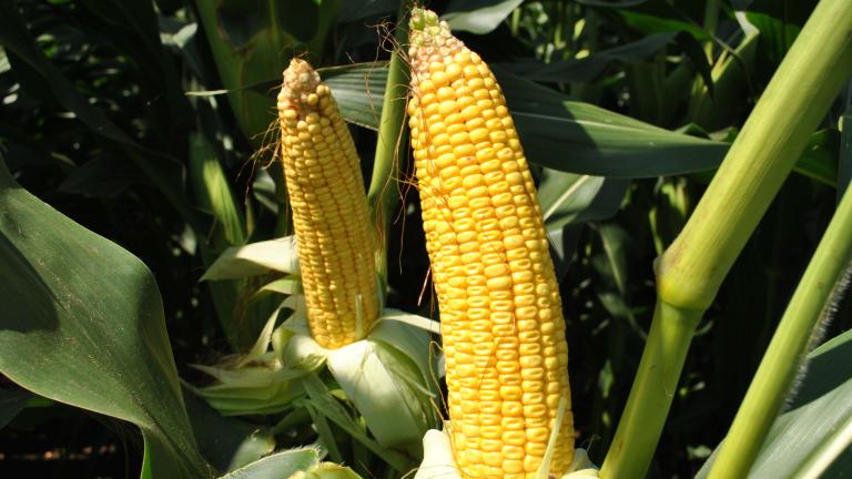 Syngenta Saatgut SY Enermax