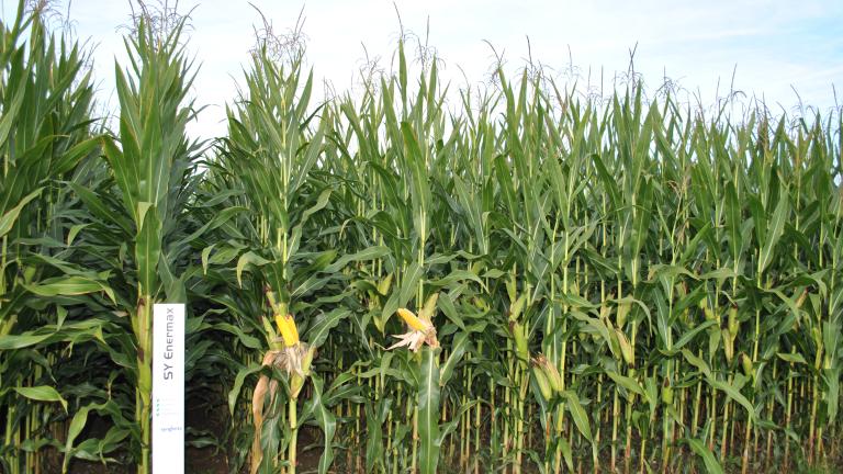Syngenta Saatgut SY Enermax