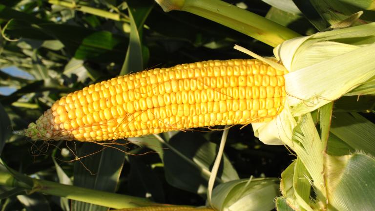 Syngenta Saatgut SY Enermax