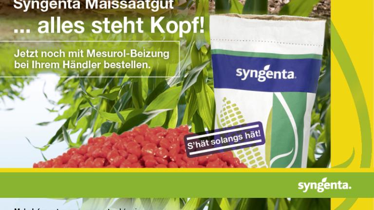 Maissaatgut