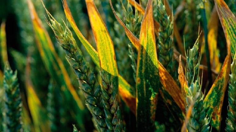 Septoria bei Weizen