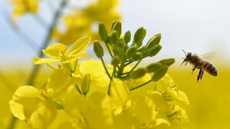 Syngenta Virtuelle Flurbegehungen
