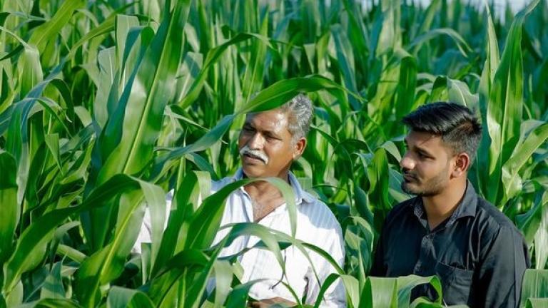 Syngenta in India 